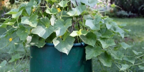 Uzgoj krastavaca u bačvi: u predgrađu, u lenjingradskoj oblasti, video, fotografije, recenzije